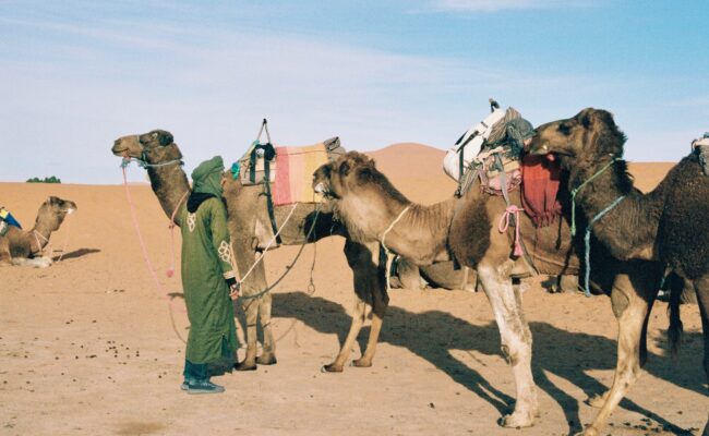Camel Ride Zagora