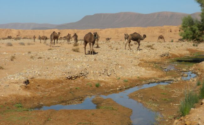 Zagora SDE